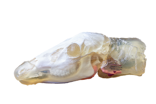 Picture of 3D Deer Head Model Version 2, 11"