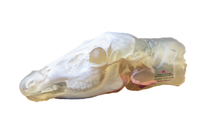 Picture of 3D Deer Head Model Version 1, 16"