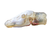Picture of 3D Deer Head Model Version 2, 16"