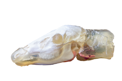 Picture of 3D Deer Head Model Version 2, 16"